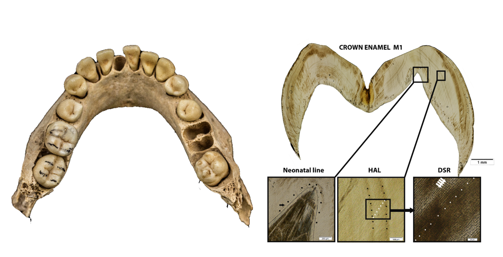 Images by Simone Lemmers (Lorentz et al., 2020)